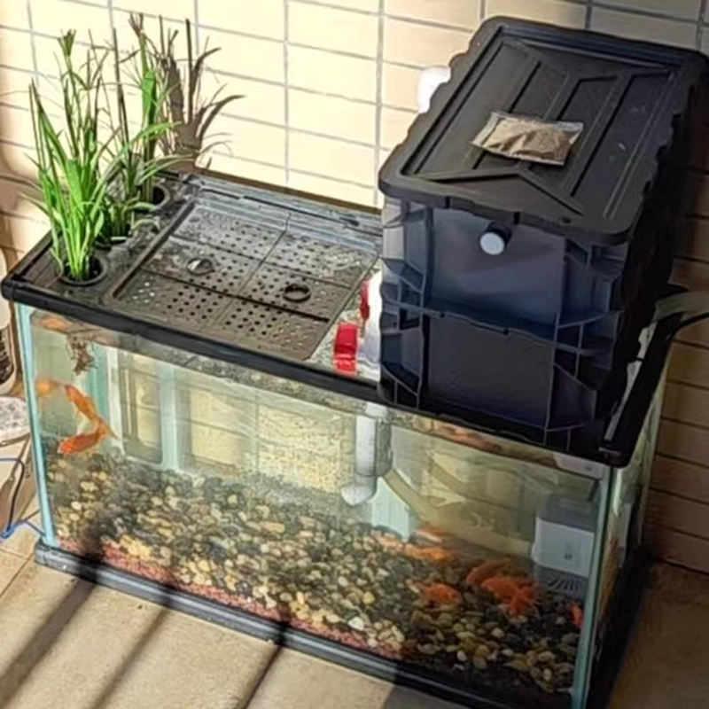 مرشحات خزان الأسماك حوض السمك  - مراجعة Box Fish In Aquarium وسعره