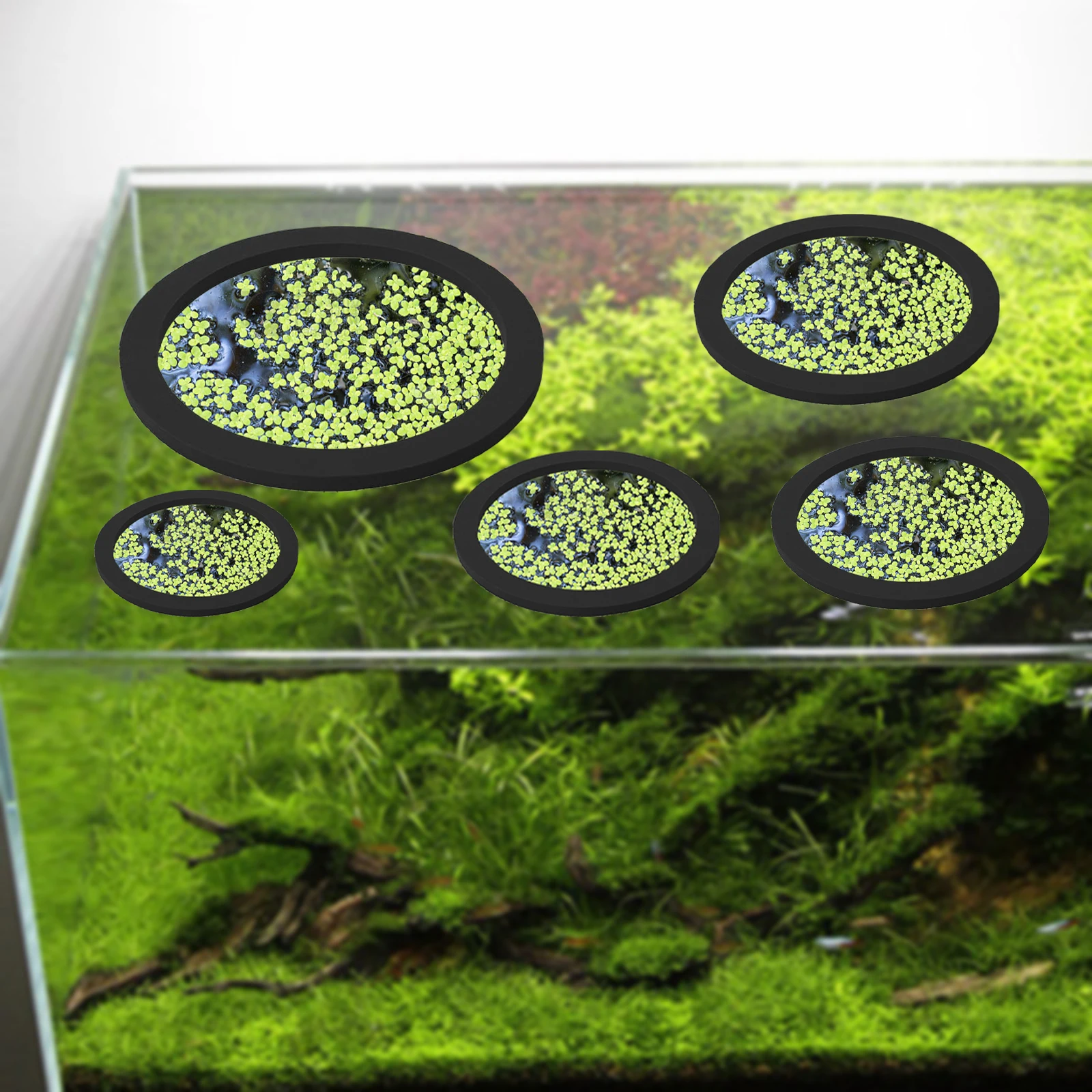 5 قطعة إيفا الأسماك تغذية حلقة - مراجعة Aquarium Fish Breeding وسعره
