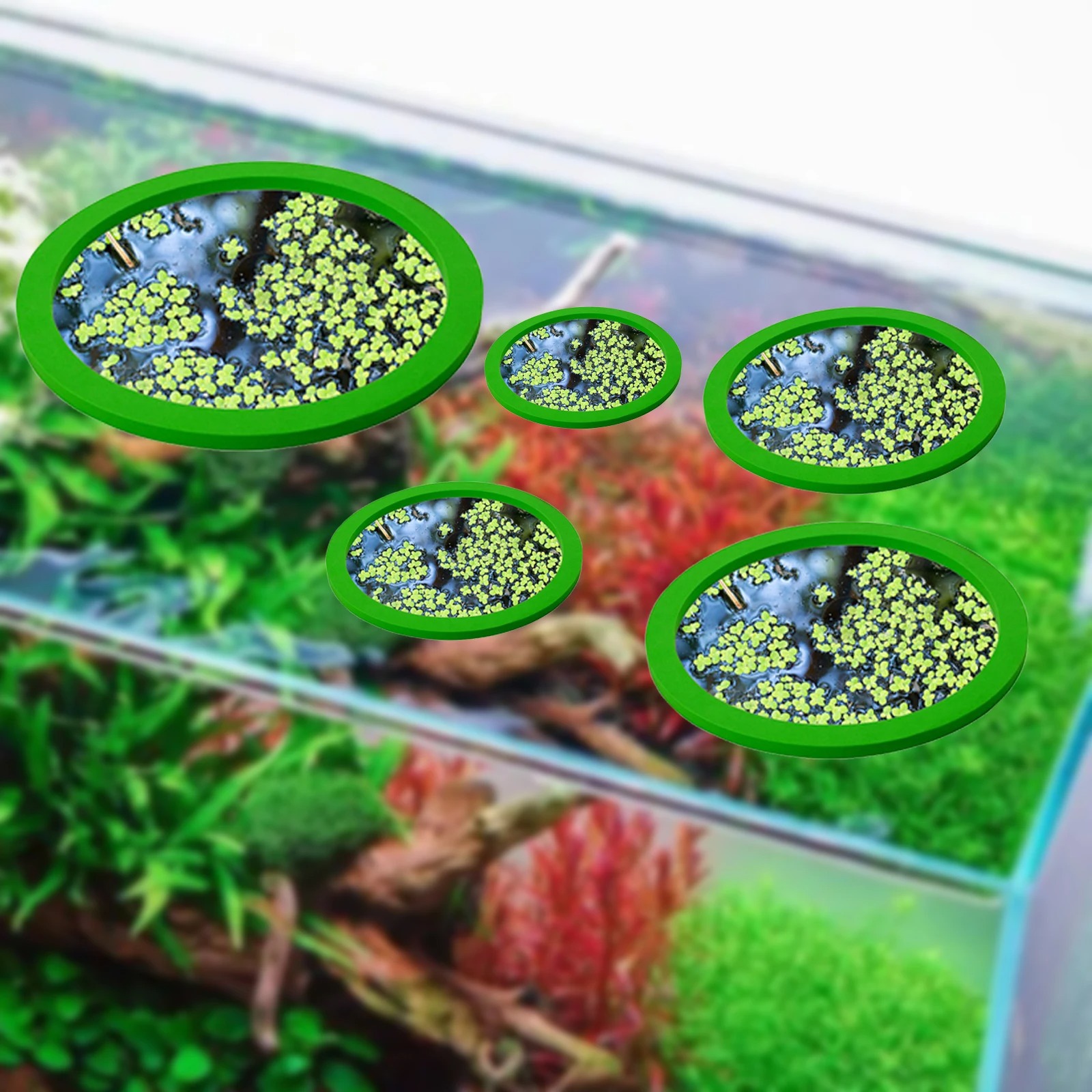 5 قطعة إيفا الأسماك تغذية حلقة - مراجعة Aquarium Fish Breeding وسعره