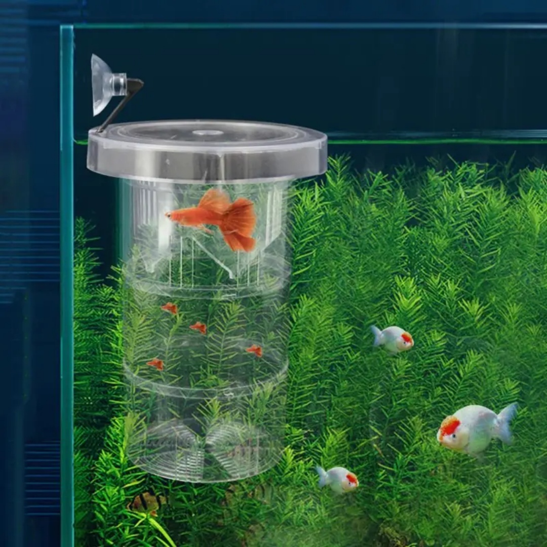 الاكريليك العائمة تربية الأسما - مراجعة Box Fish In Aquarium وسعره
